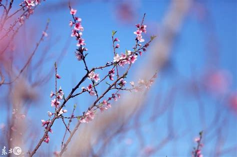 杏樹枝|杏樹開花